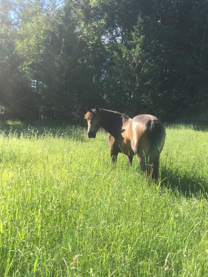 Horse grazing in pasture at Rimrock Equestrian